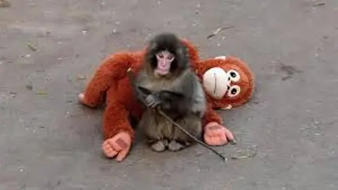 Las imágenes de Punch abrazando su peluche se viralizaron en redes sociales./ RS