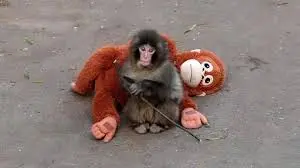 Las imágenes de Punch abrazando su peluche se viralizaron en redes sociales./ RS