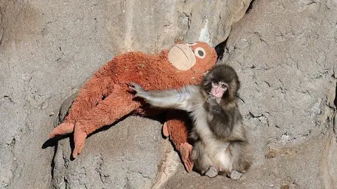Un peluche de orangután se convirtió en el principal consuelo del pequeño macaco./ RS