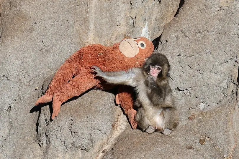 Un peluche de orangután se convirtió en el principal consuelo del pequeño macaco./ RS