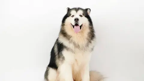 El supuesto paciente se identificaba como un perro de raza Alaskan Malamute. / iStock