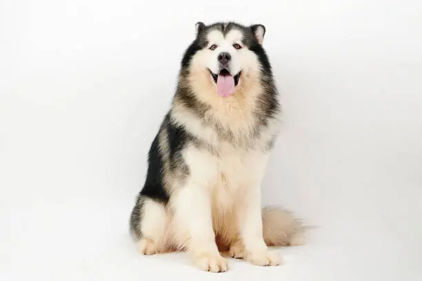 El supuesto paciente se identificaba como un perro de raza Alaskan Malamute. / iStock