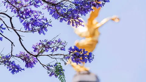 Una sola foto podría darte 50 mil pesos en esta temporada de primavera./ Pixabay