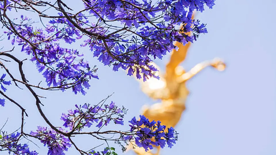 Una sola foto podría darte 50 mil pesos en esta temporada de primavera./ Pixabay