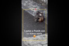 Punch ya tiene novia: Las tiernas imágenes del mono más famoso del mundo