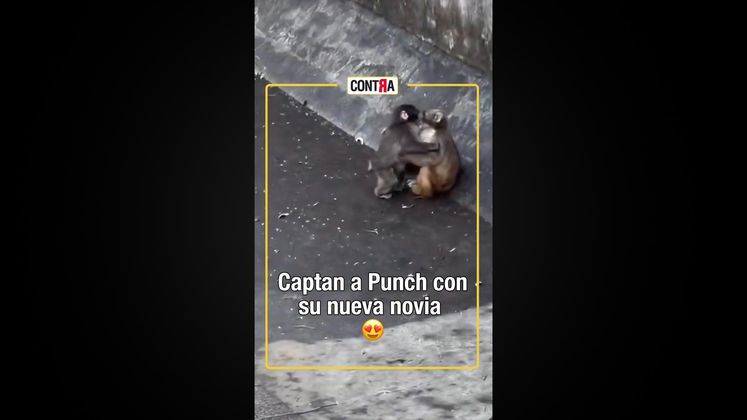 Punch ya tiene novia: Las tiernas imágenes del mono más famoso del mundo