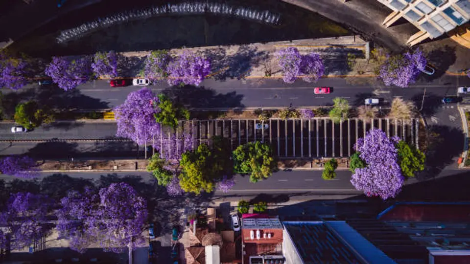 El morado de las jacarandas ahora también puede convertirse en premio./ Pixabay