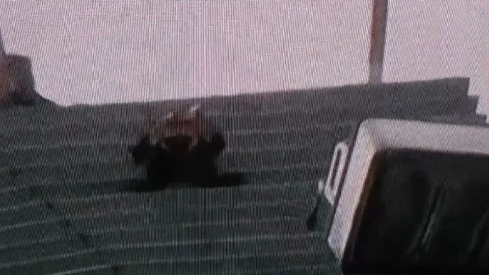 Videos del momento en que el trabajador quedó colgado en el piso 34 comenzaron a circular en redes sociales./ X: @opcion_mx