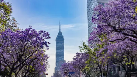 Concurso Azteca 2026 ofrece hasta 50 mil pesos por fotos de jacarandas en México