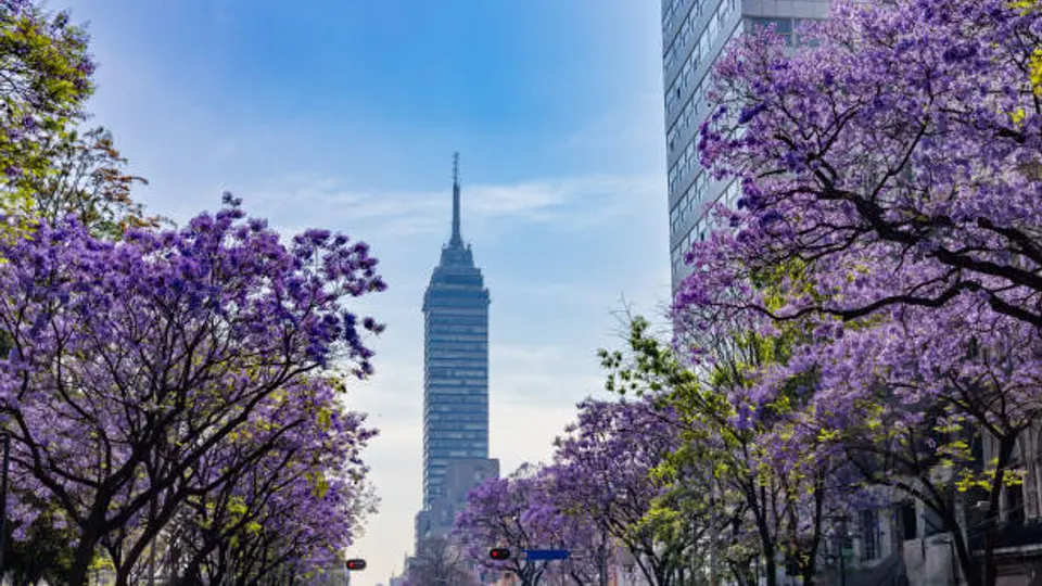 Concurso Azteca 2026 ofrece hasta 50 mil pesos por fotos de jacarandas en México
