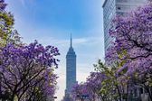 Concurso Azteca 2026 ofrece hasta 50 mil pesos por fotos de jacarandas en México