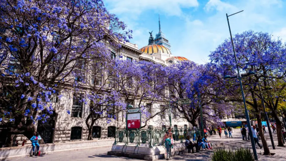 Captura la mejor jacaranda y participa por dinero en el concurso 2026./ Pixabay