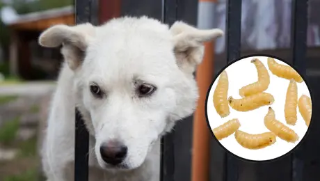 ¿El gusano barrenador podría afectar a tus mascotas? Esto se sabe
