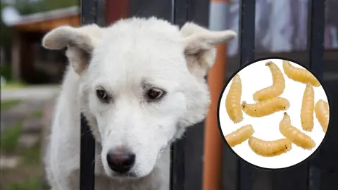 ¿El gusano barrenador podría afectar a tus mascotas? Esto se sabe