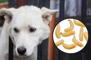 ¿El gusano barrenador podría afectar a tus mascotas? Esto se sabe