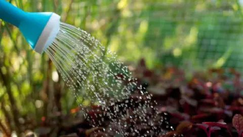 El agua recolectada puede utilizarse para riego, limpieza y descarga de sanitarios. / Pixabay.