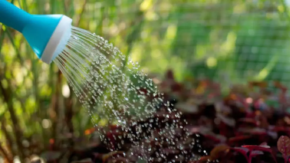 El agua recolectada puede utilizarse para riego, limpieza y descarga de sanitarios. / Pixabay.