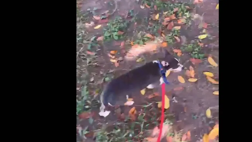 El rescate de Panamá puso fin a la incertidumbre de una familia que nunca dejó de buscar a su mascota tras su desaparición en Michoacán./ Captura de pantalla