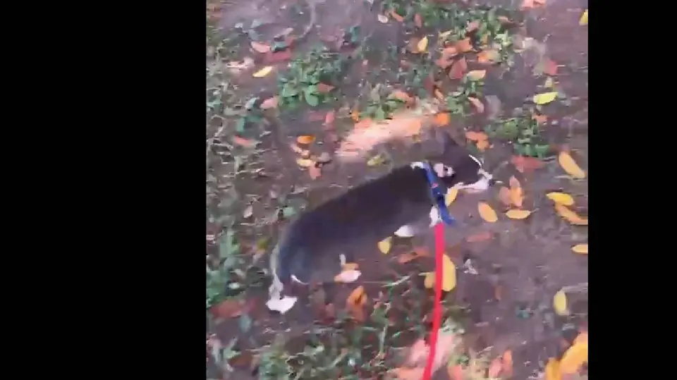 El rescate de Panamá puso fin a la incertidumbre de una familia que nunca dejó de buscar a su mascota tras su desaparición en Michoacán./ Captura de pantalla