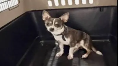 Panamá, el chihuahua robado en Michoacán que apareció en Quintana Roo y logró volver con su familia