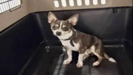 Panamá, el chihuahua robado en Michoacán que apareció en Quintana Roo y logró volver con su familia