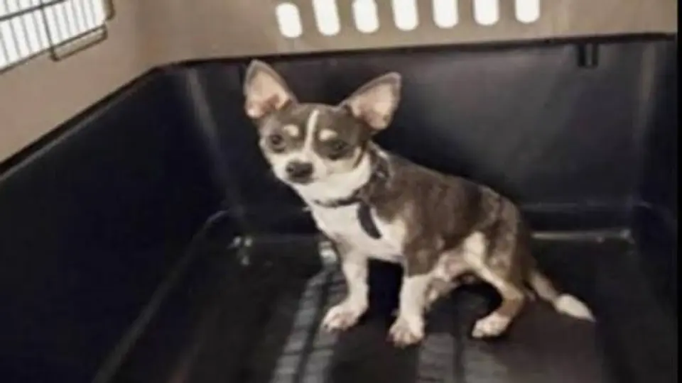 Panamá, el chihuahua robado en Michoacán que apareció en Quintana Roo y logró volver con su familia