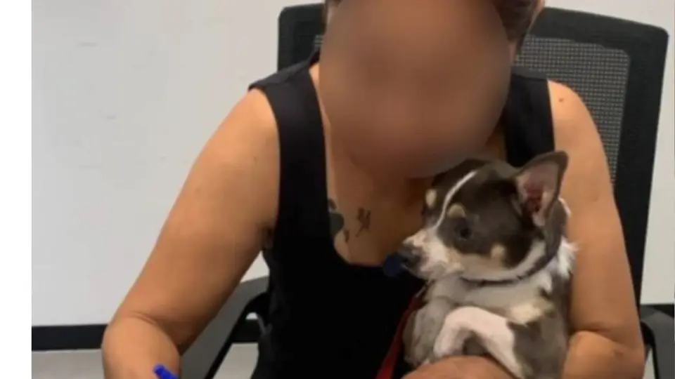 El pequeño chihuahua permanece bajo resguardo de la Fiscalía de Quintana Roo mientras concluyen los trámites para reencontrarse con su familia./ Captura de pantalla