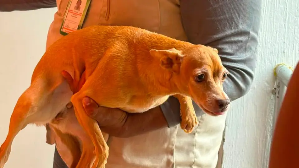 Ocho perros y 12 gatos fueron puestos bajo resguardo / Fiscalía de Jalisco
