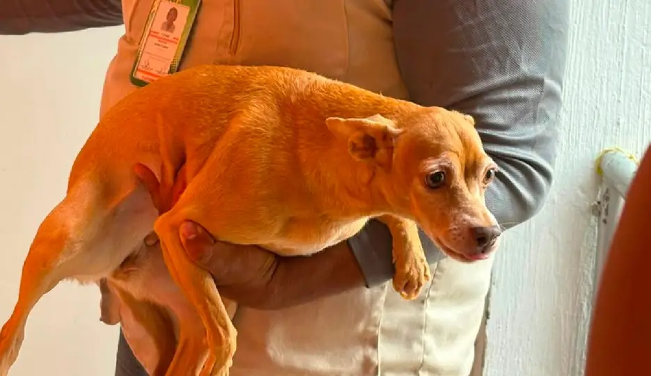 Ocho perros y 12 gatos fueron puestos bajo resguardo / Fiscalía de Jalisco