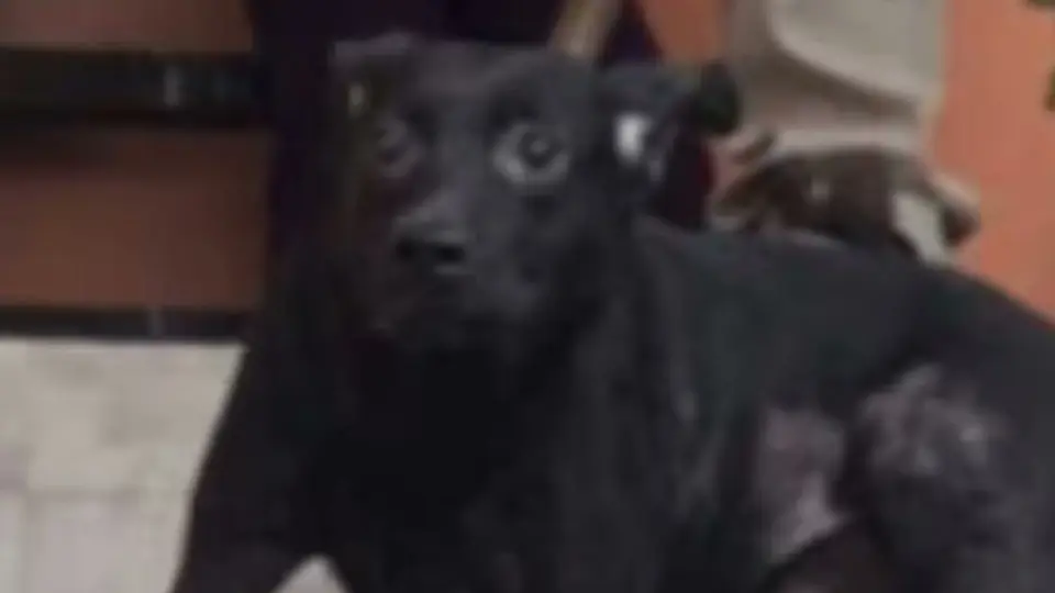 Los animales recibirán atención veterinaria tras el rescate / Cap. Pantalla