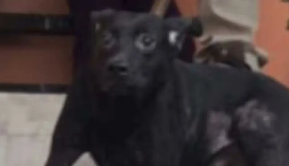 Los animales recibirán atención veterinaria tras el rescate / Cap. Pantalla