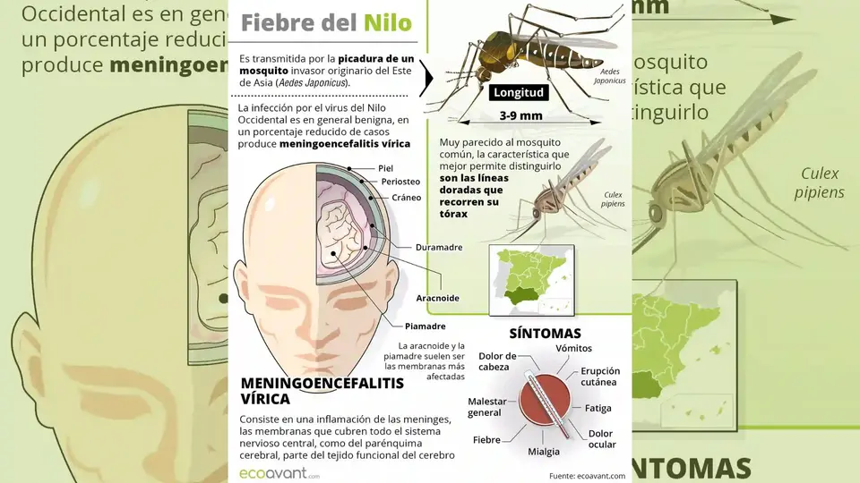 Entre los posibles síntomas se encuentran fiebre, dolor de cabeza, dolores musculares, náuseas y sarpullido / Especial