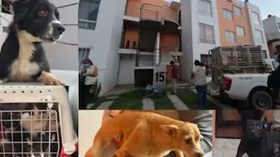 Autoridades rescatan a 20 perros y gatos en condiciones de maltrato en Jalisco