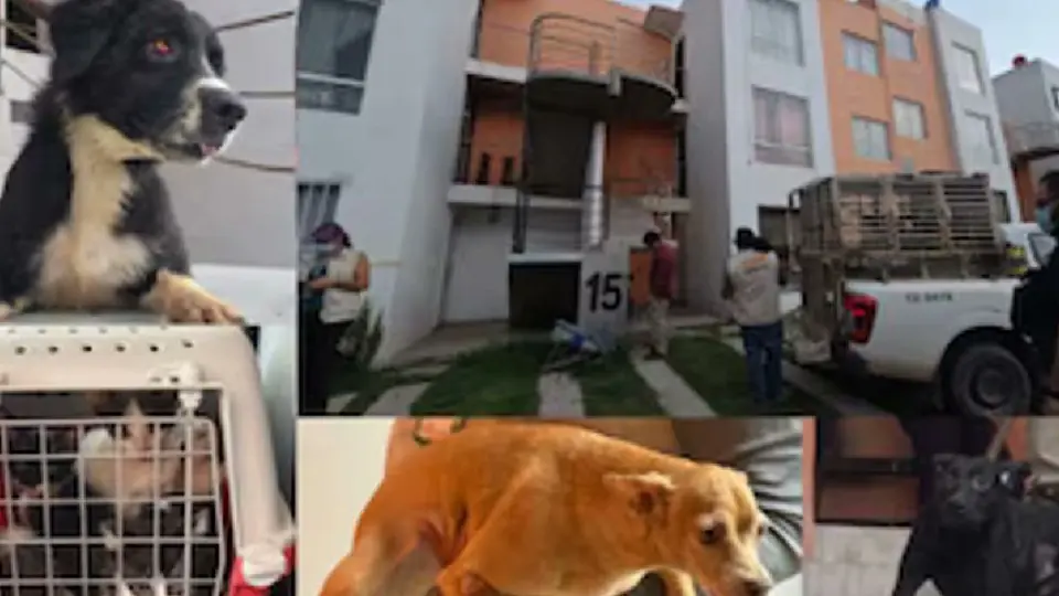 Autoridades rescatan a 20 perros y gatos en condiciones de maltrato en Jalisco