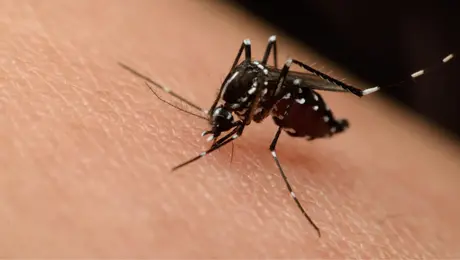 Virus del Nilo Occidental: ¿qué tan peligroso es y existe riesgo para México?