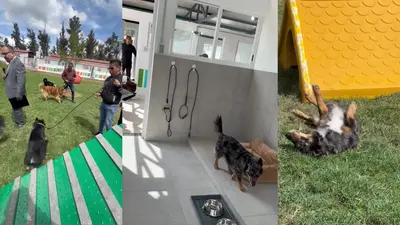 VIDEO: Así es Xólotl, el nuevo refugio para 600 perros y gatos en la CDMX