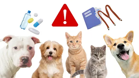 ¿Qué debe llevar una mochila de emergencia para perros y gatos? Lista de artículos básicos