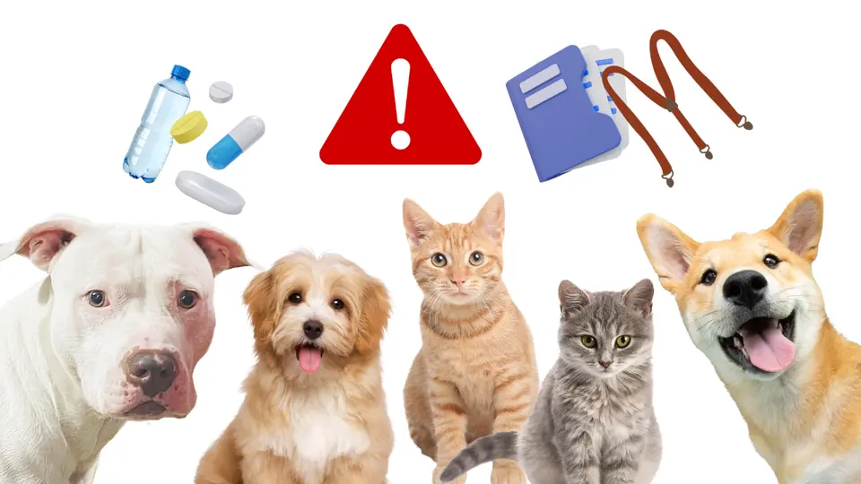 ¿Qué debe llevar una mochila de emergencia para perros y gatos? Lista de artículos básicos