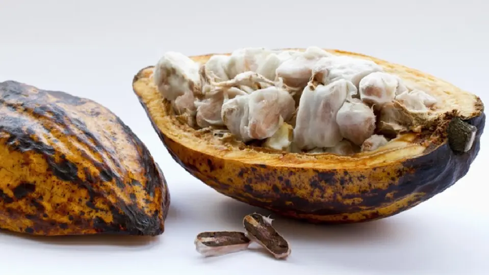 Los amantes del chocolate y el cacao tendrán un nuevo pretexto para visitar el Centro Histórico / Magnific