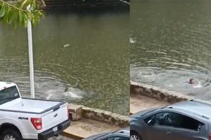 VIDEO: Cocodrilo persigue a hombre y casi lo devora en una laguna en Villahermosa