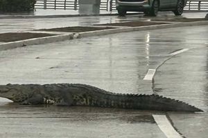 VIDEO: Captan a cocodrilo paseando por avenida de Tamaulipas luego de escapar de una laguna