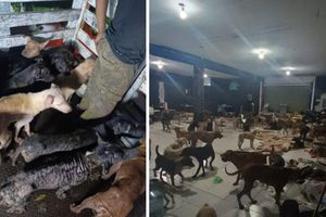 Salvan a lomitos en refugios tras llegada del Huracán Beryl