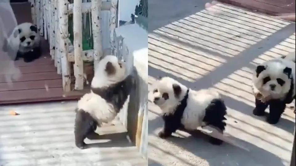 VIDEO: Zoológico disfraza perros para hacerlos pasar como ositos panda