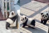 VIDEO: Zoológico disfraza perros para hacerlos pasar como ositos panda