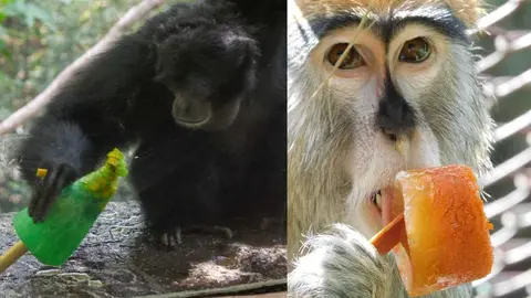 Animales del Zoológico de Chapultepec reciben paletas de hielo para el calor