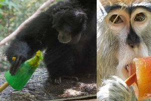 Animales del Zoológico de Chapultepec reciben paletas de hielo para el calor