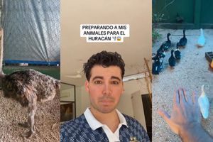 Hombre se hace viral tras crear un arca de Noé para resguardar animales por el huracán ‘Beryl’