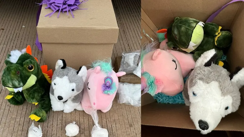 En un paquete que iba a ser enviado a Baja California y Veracruz, encuentran peluches llenos de cocaína