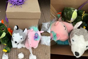 En un paquete que iba a ser enviado a Baja California y Veracruz, encuentran peluches llenos de cocaína