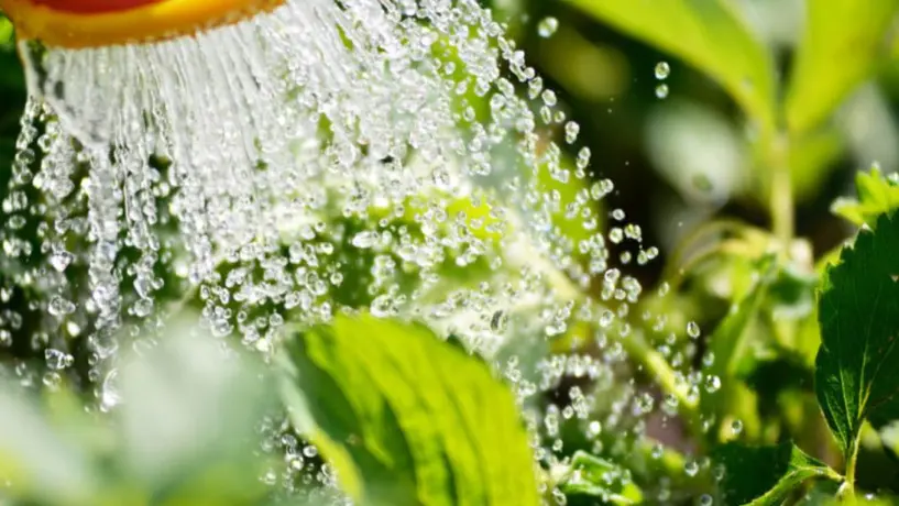 Conoce 5 acciones cotidianas de cuidado del agua para evitar el Día Cero